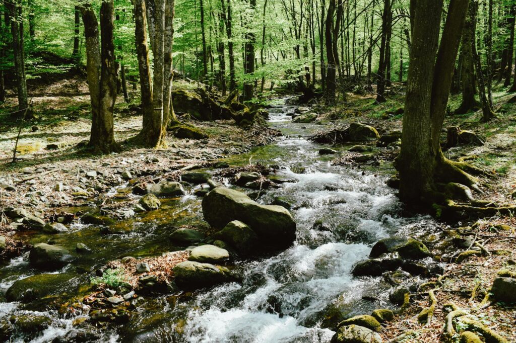Tranquil forest stream flowing over mossy rocks surrounded by lush trees.
