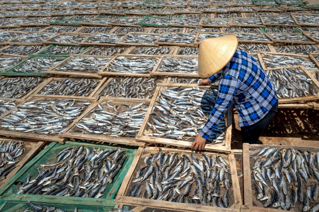 Asian fisherman in plaid shirt drying fish under the sun.