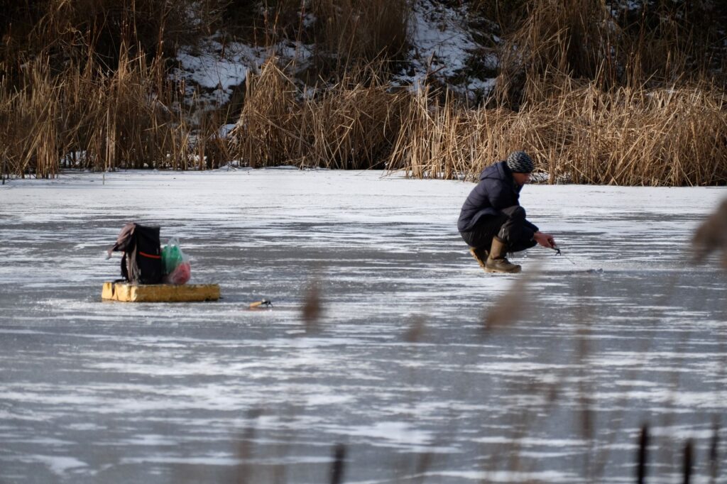 A person engaged in ice fishing on a frozen lake surrounded by reeds in winter.