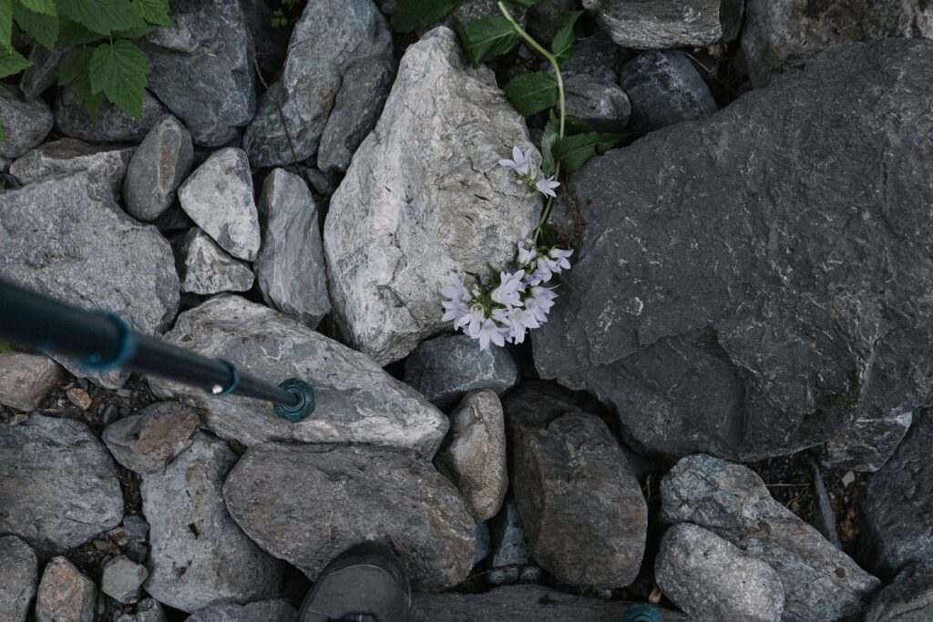 Trekking path with trekking pole tip, wildflowers, and rocks viewed from above.